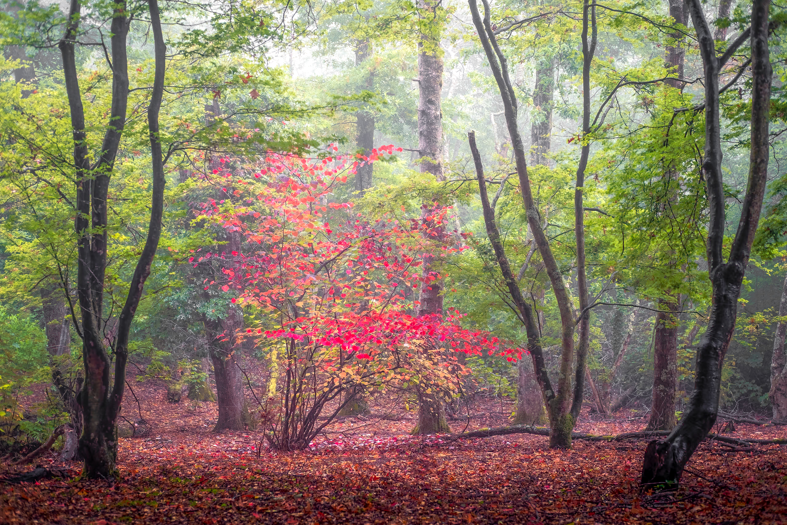 The Forest Reveals Itself in Fog. Know When It Lifts.