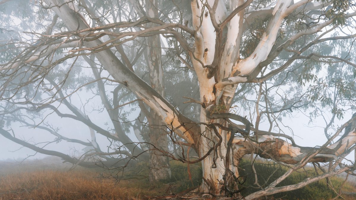 How to Predict and Photograph Fog