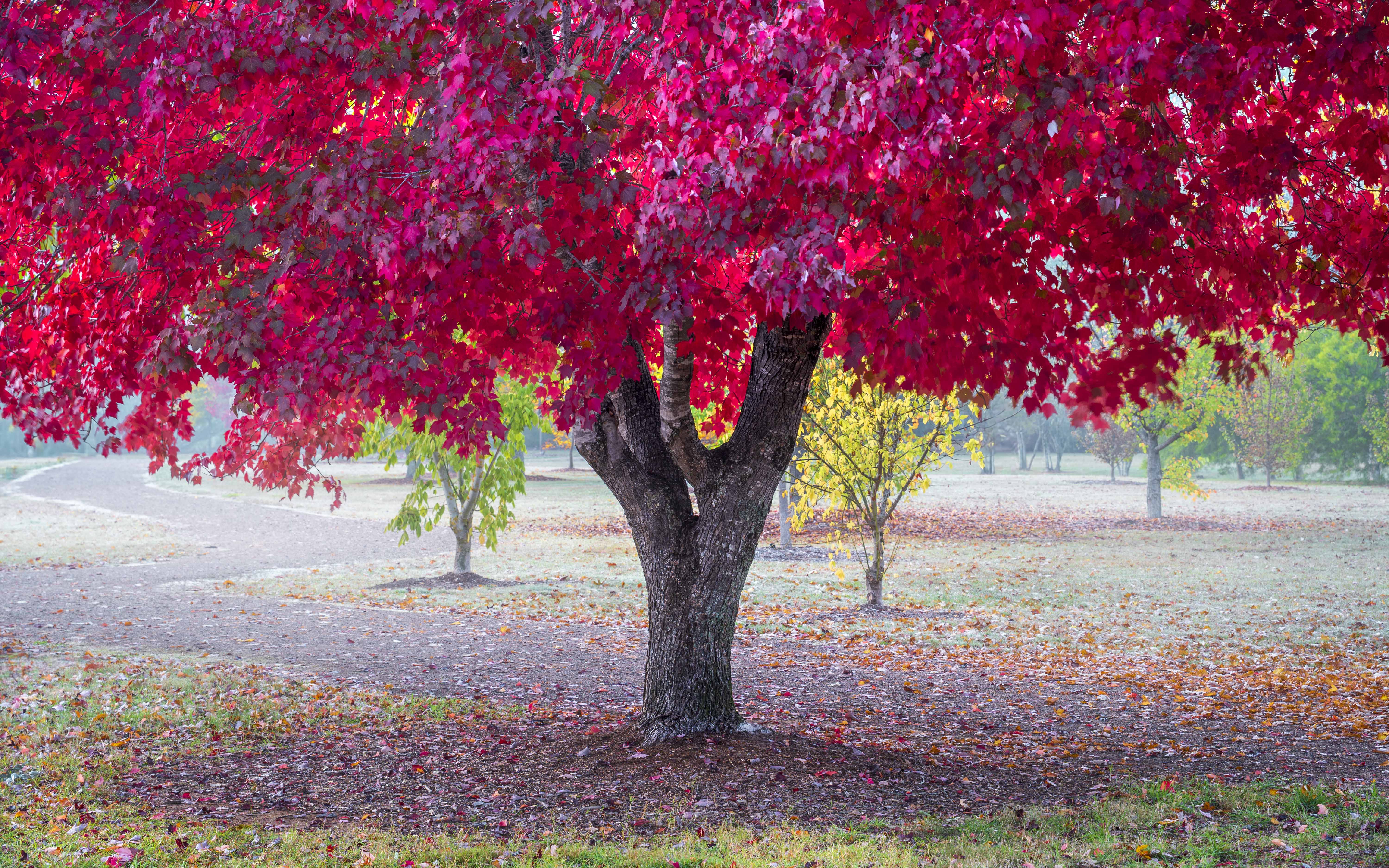 Autumn Photography: Chasing Peak Colour with Weather and Light
