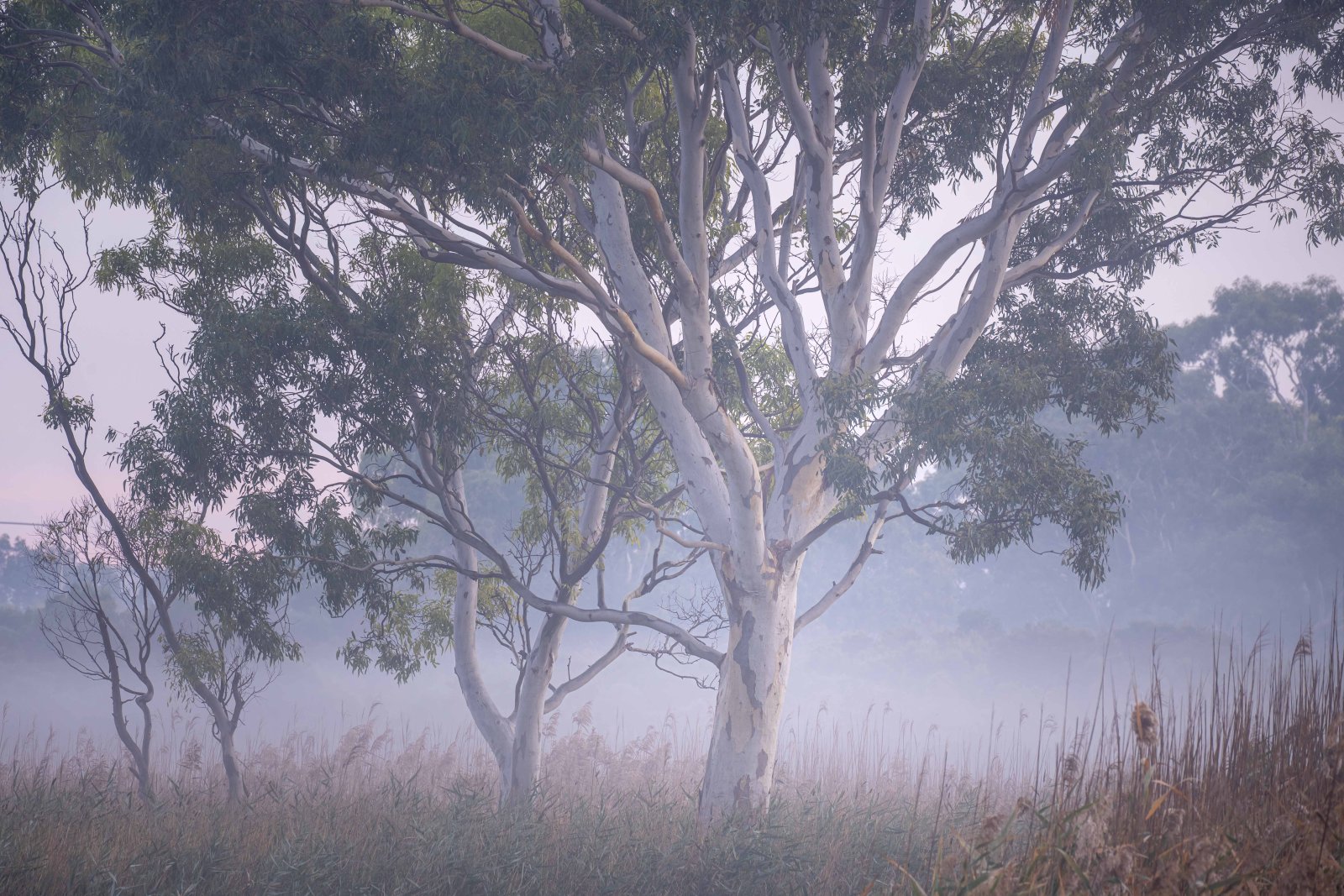 Eucalyptus trees in soft purple dawn radiation fog