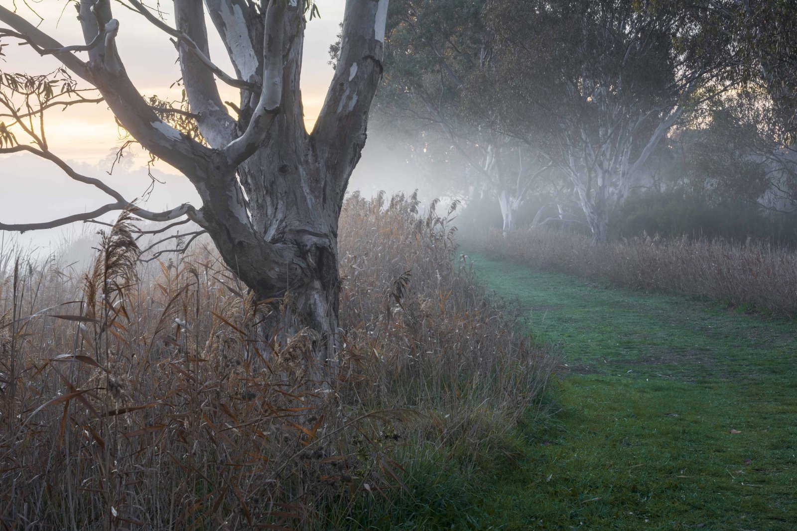 A eucalyptus tree beside a path disappearing into morning fog