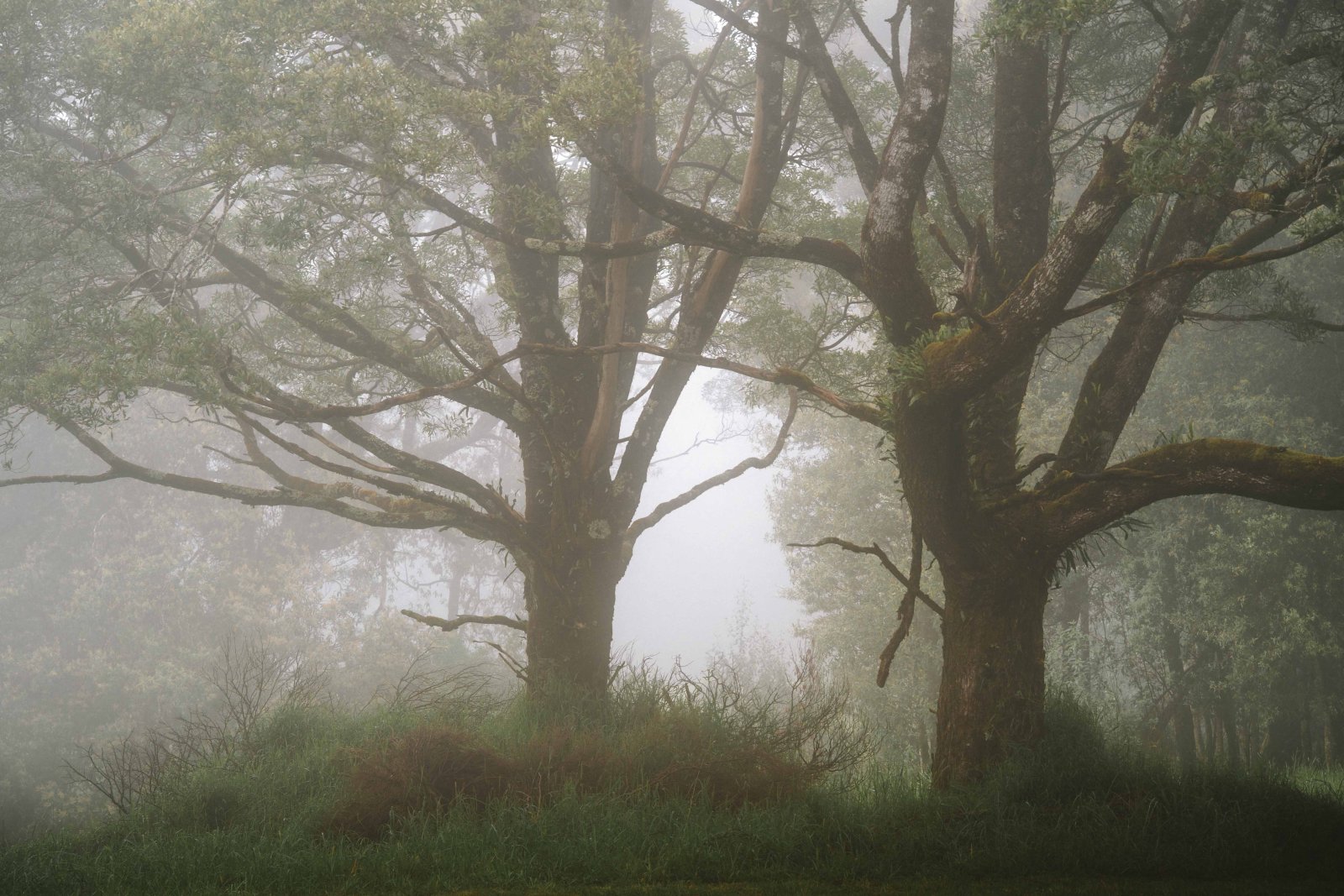 Two ancient trees silhouetted in thick fog