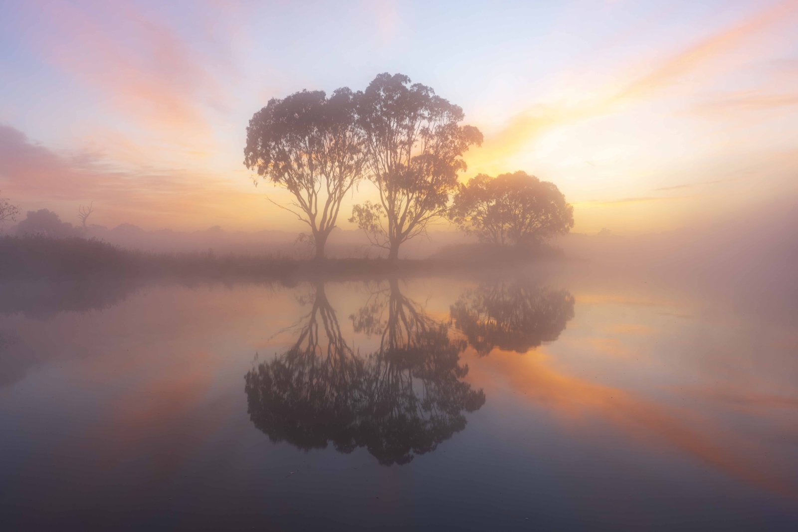 Tree silhouette reflected in a misty sunrise lake