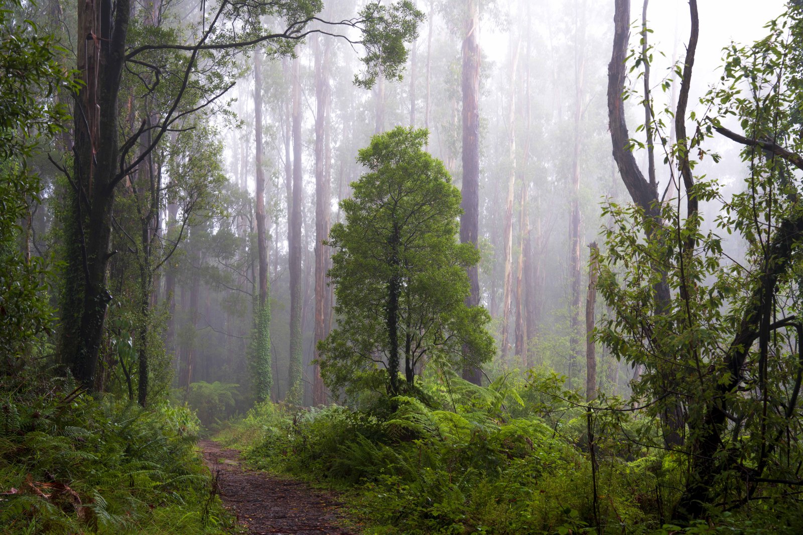 Rainforest path winding through dense mist and ferns
