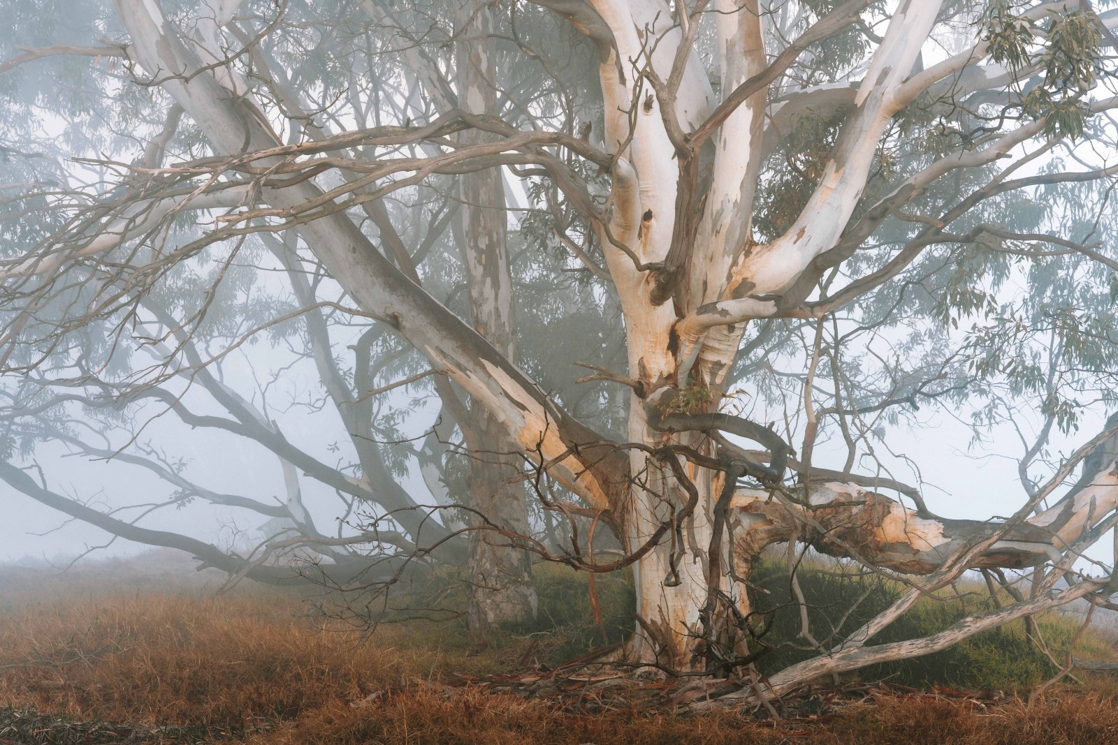 Snow gum with golden light filtering through fog