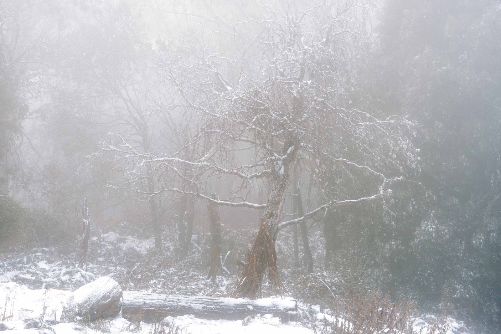 Snow-covered tree in dense white fog