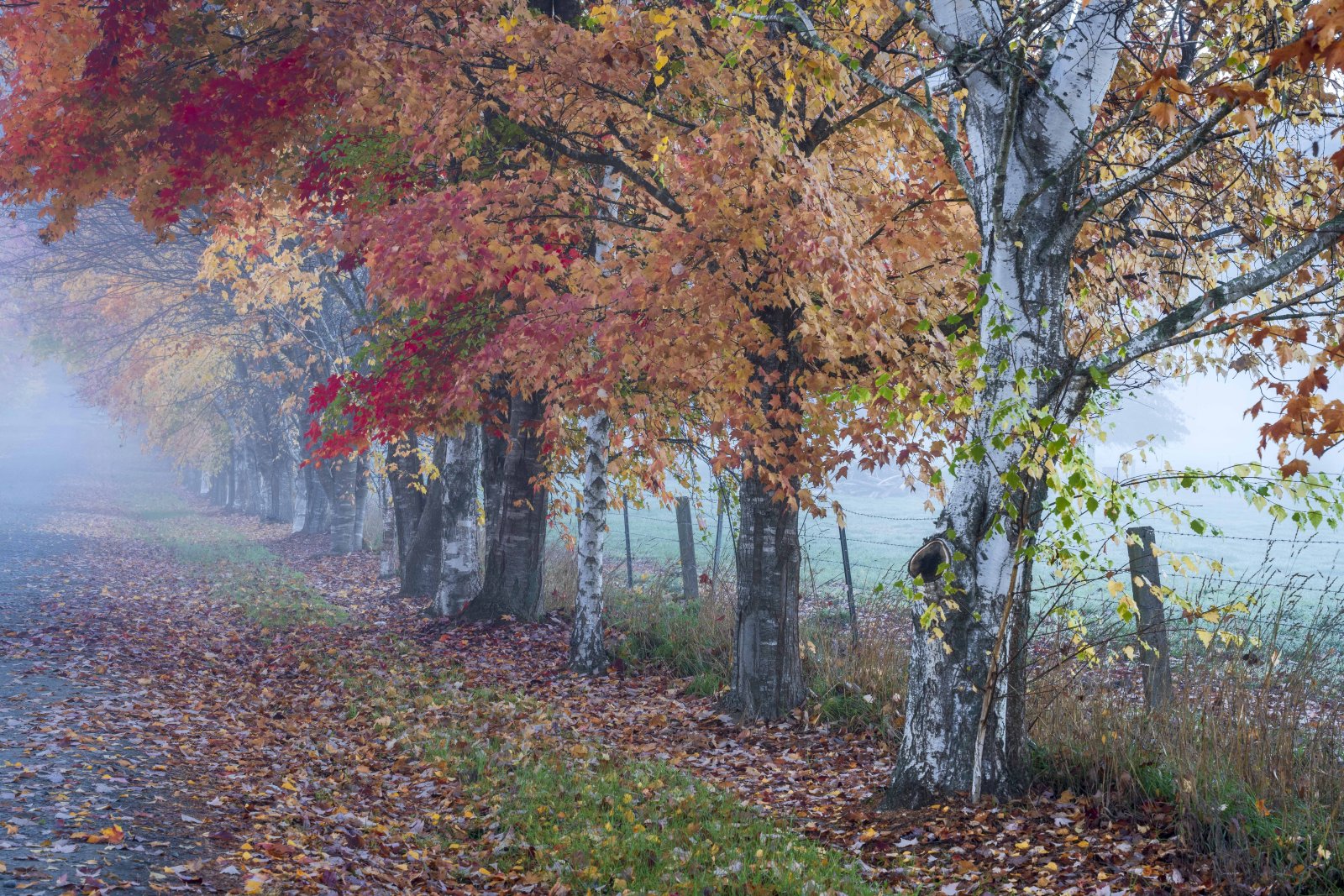 Autumn trees lining a foggy path with red and golden leaves