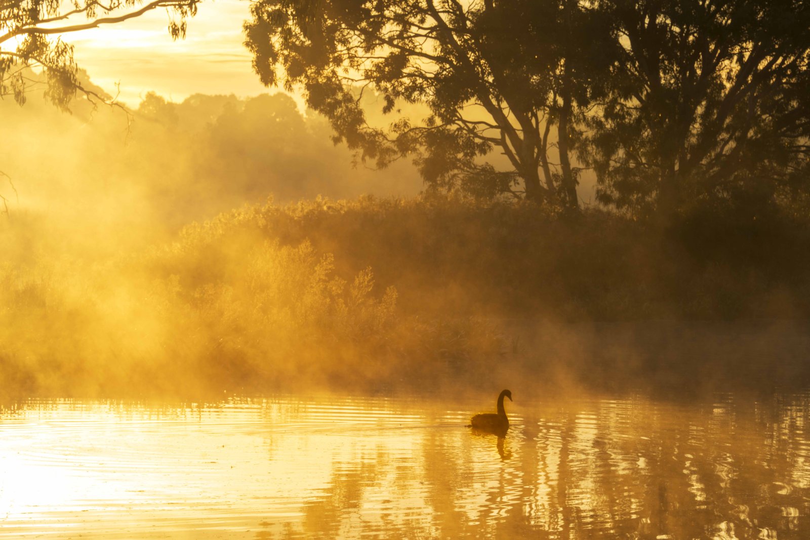Black swan on a golden misty lake at sunrise