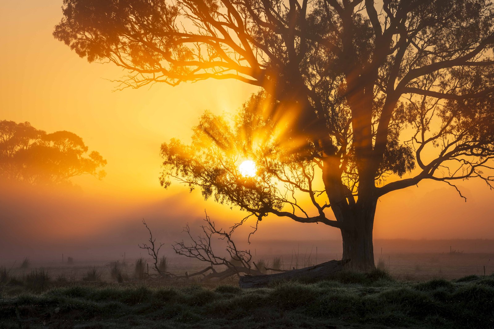 God rays bursting through a tree at golden sunrise in morning fog