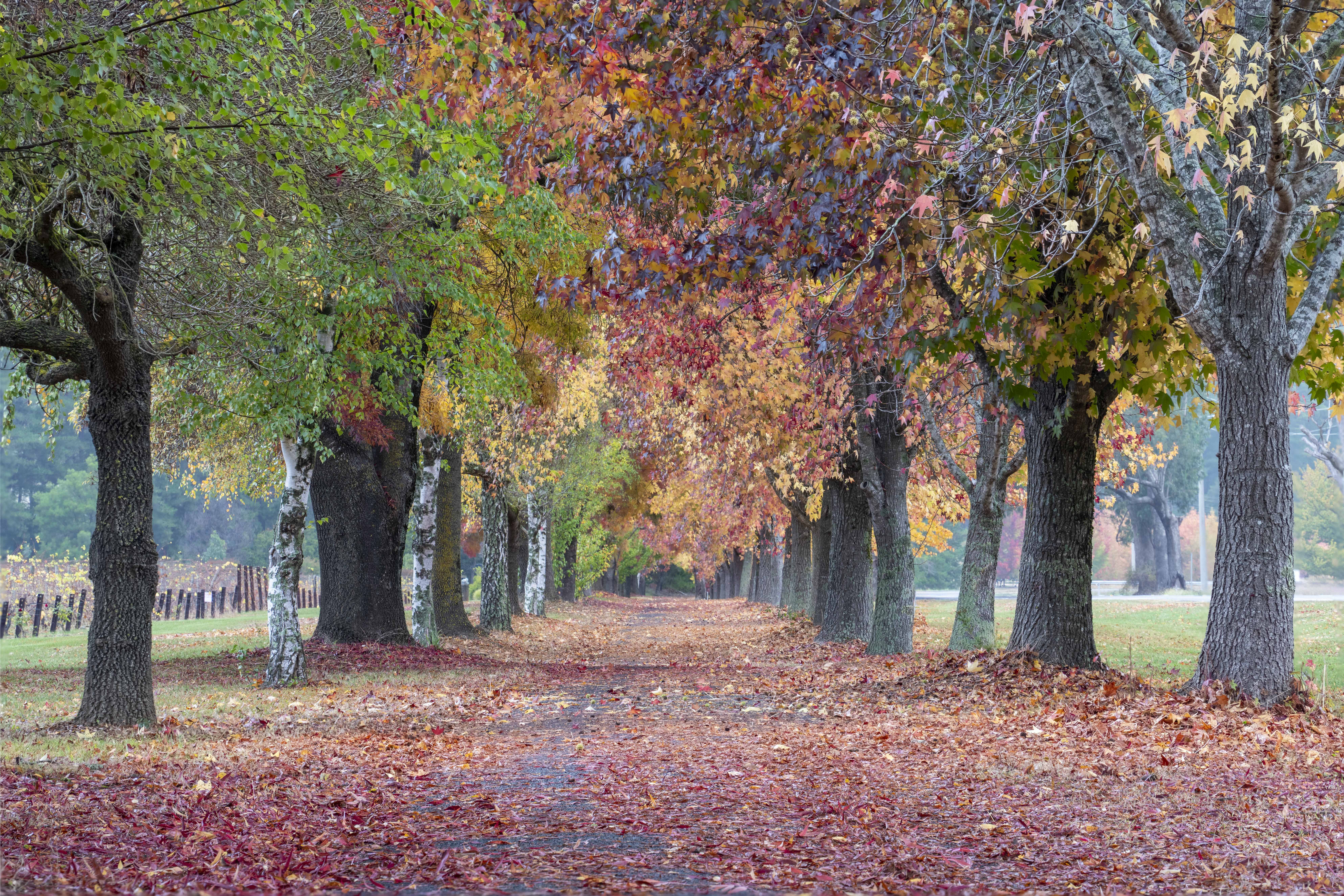 Tree-lined avenue carpeted with autumn leaves