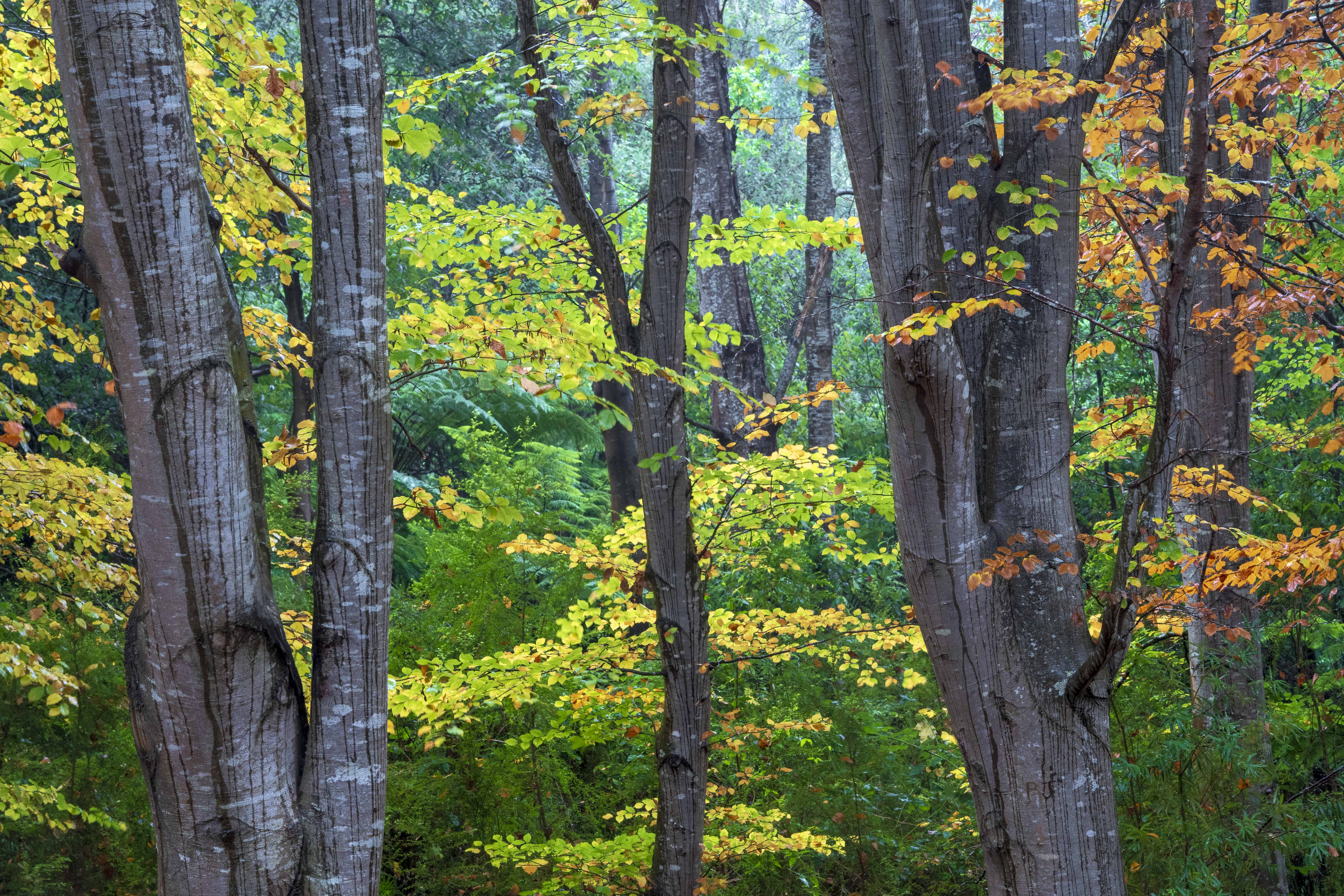 Beech tree trunks with golden leaves in a misty forest