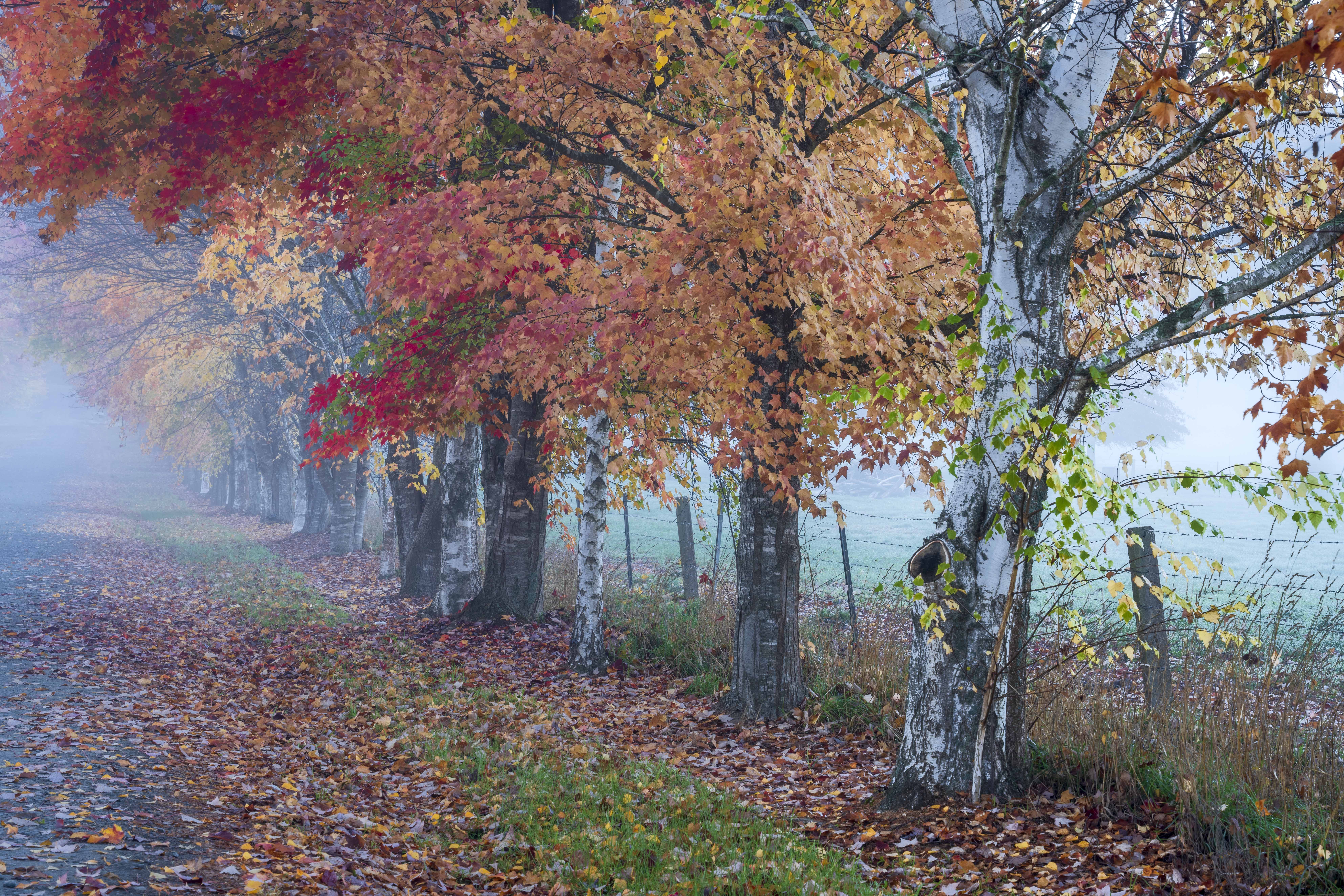 Autumn trees lining a foggy country road