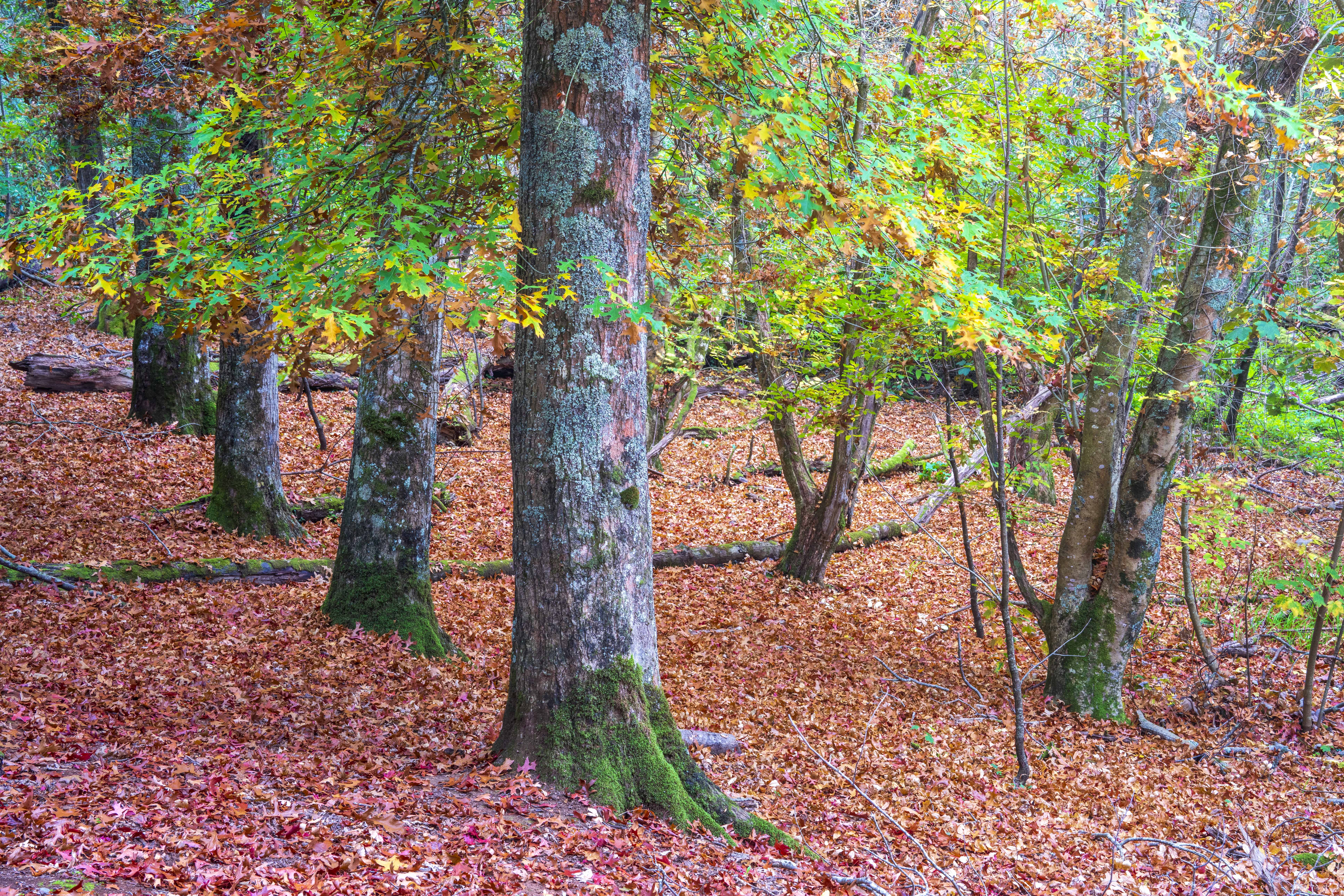 Autumn forest floor covered in colourful fallen leaves