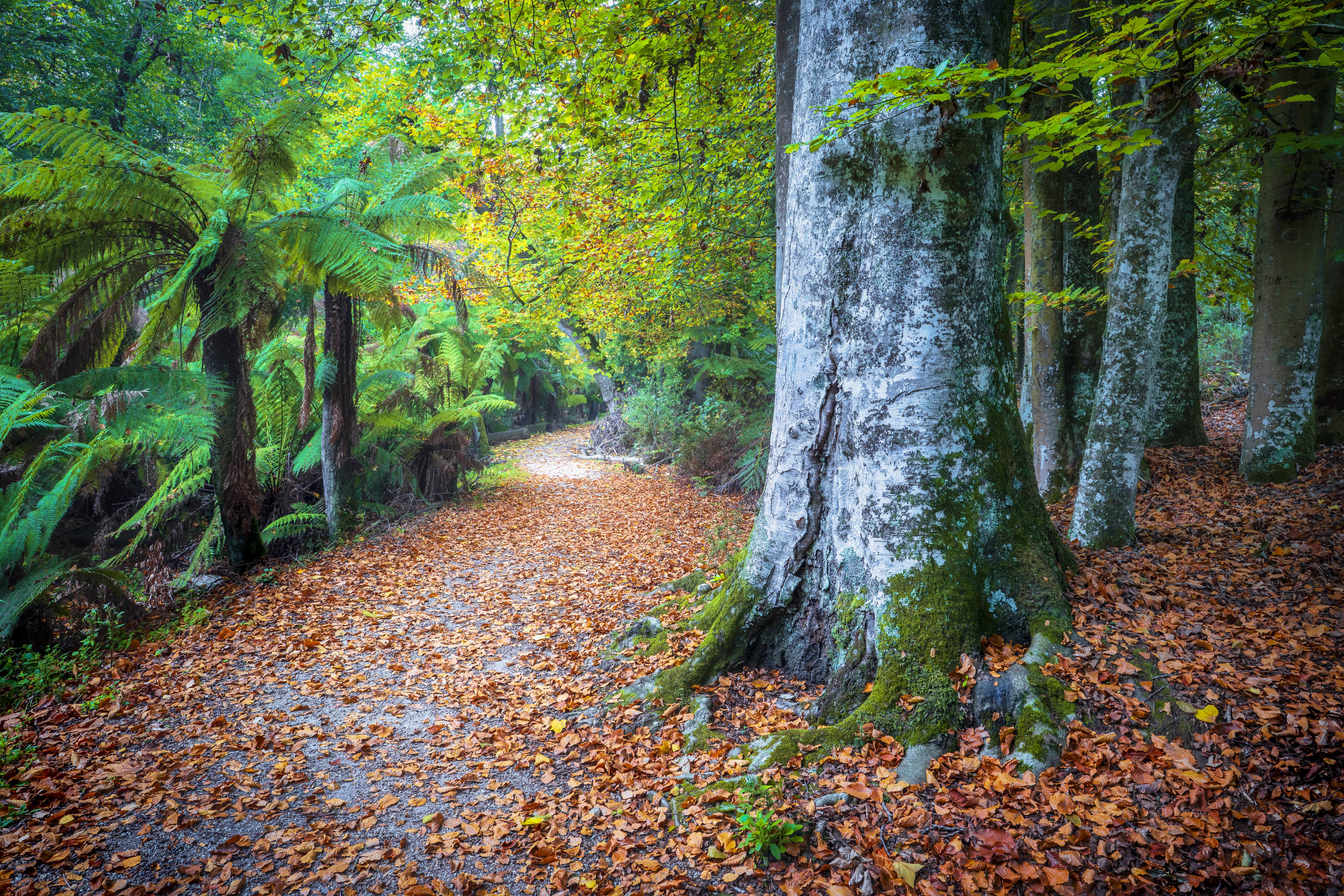 Forest path through beeches with fallen autumn leaves