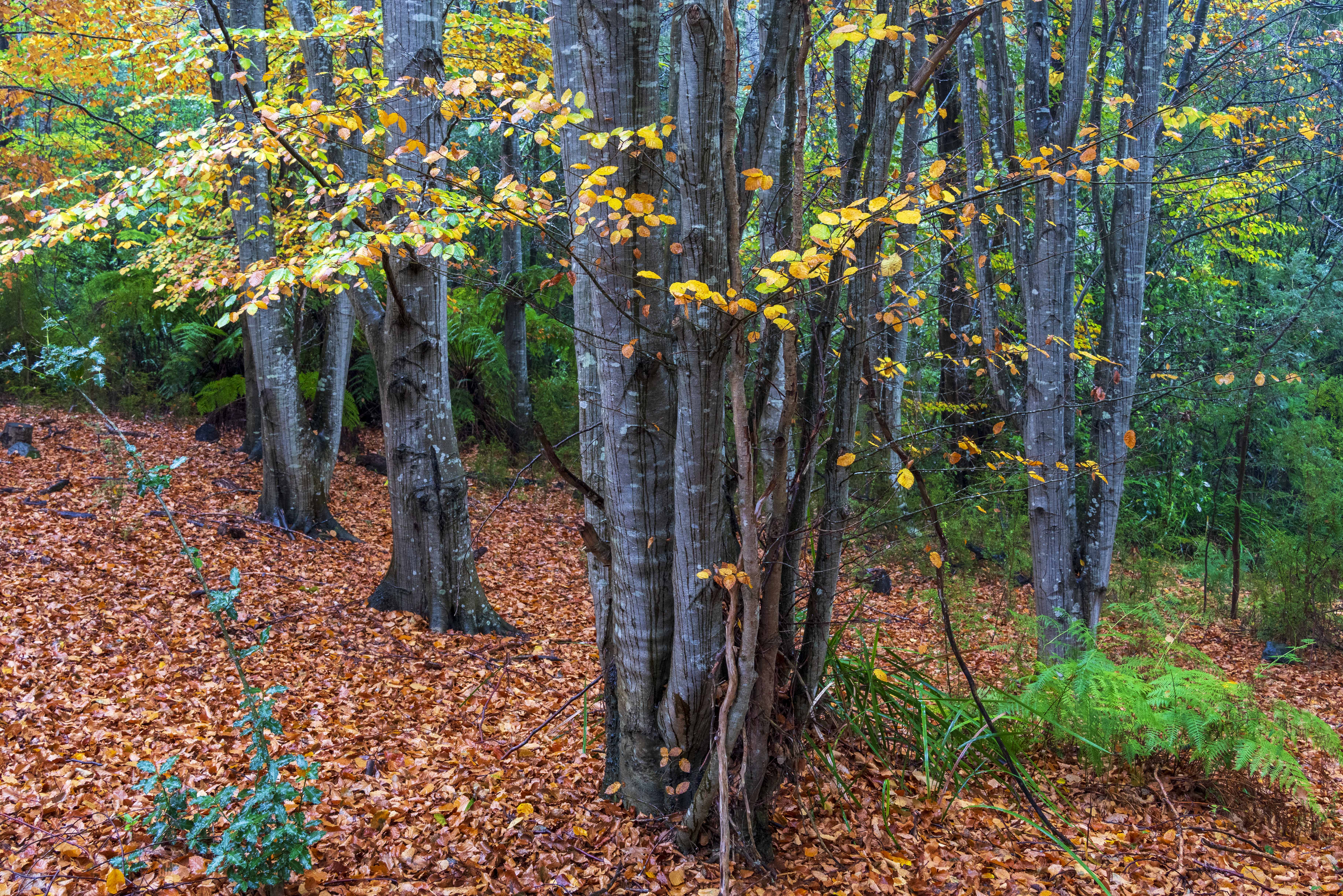 Late autumn beech trees with brown leaf carpet and green ferns