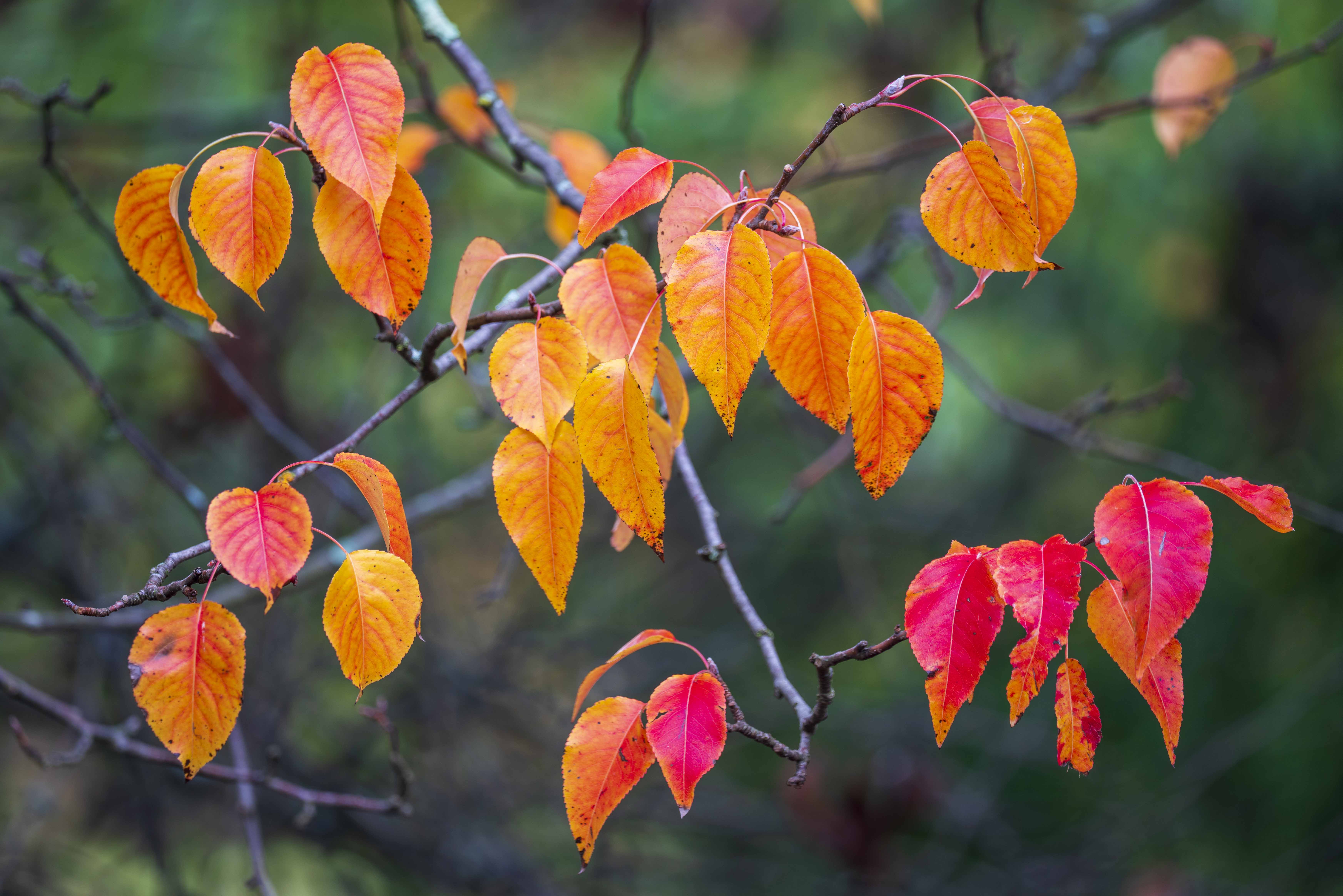 Close-up of orange and red autumn leaves on branches