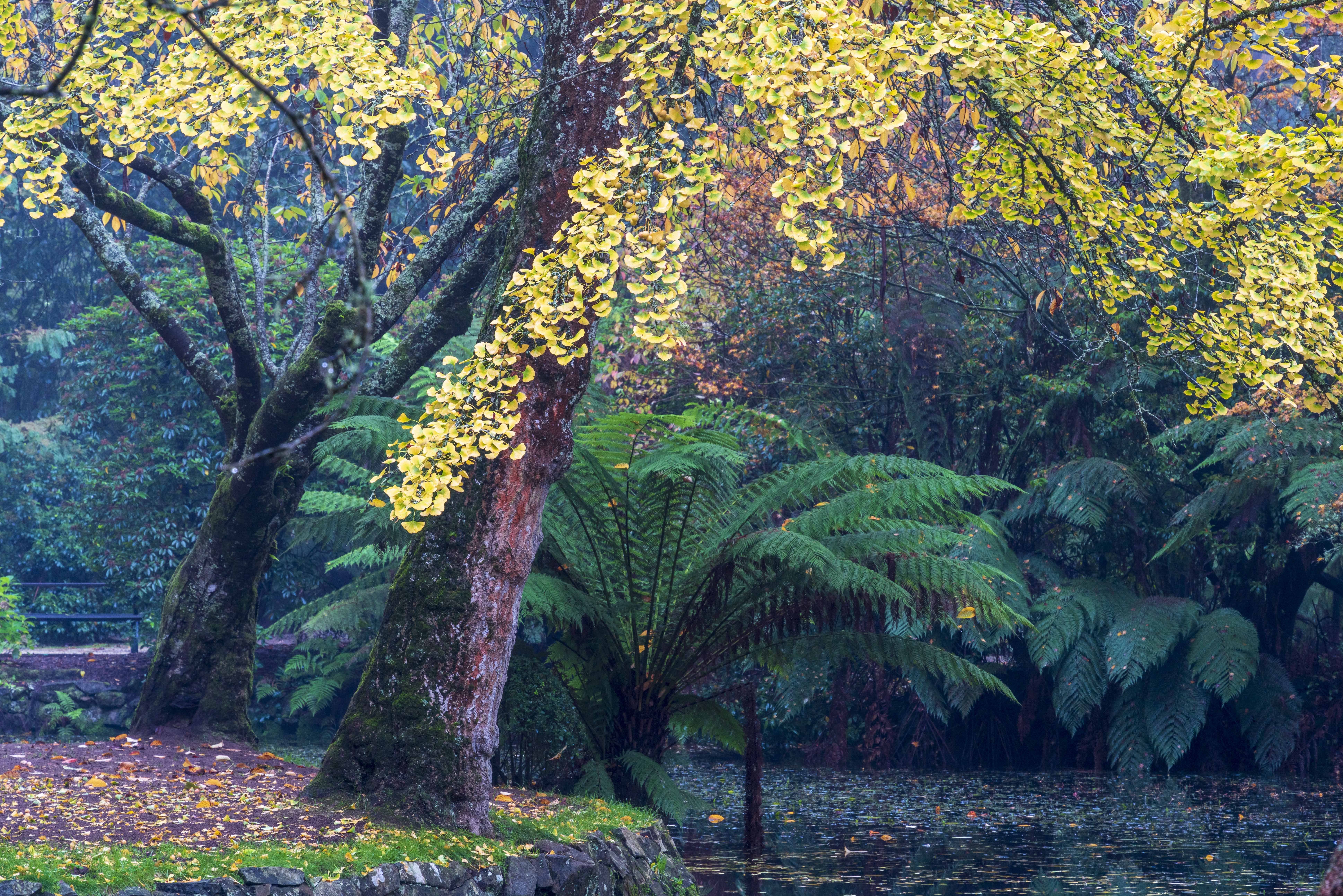 Yellow autumn tree with ferns beside a still pond in the mist